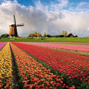 amsterdam tulipani